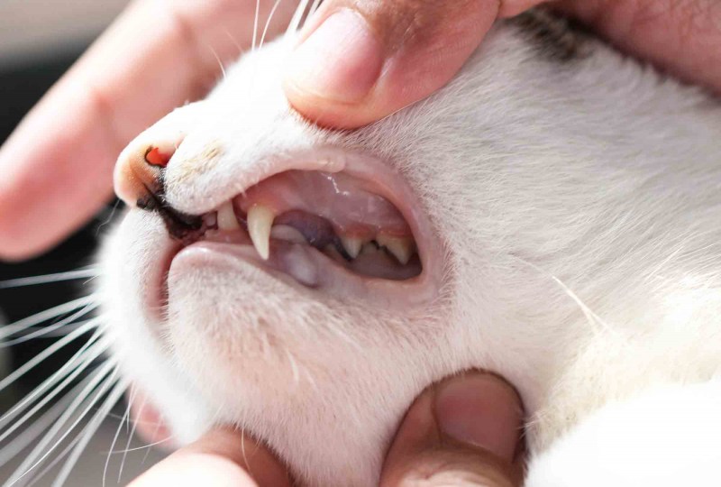Ветеринар зубной камень у кошки