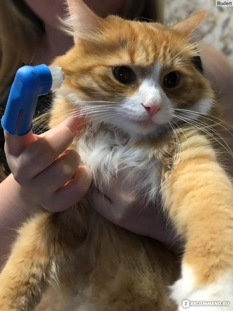 Зубная щетка для кошек