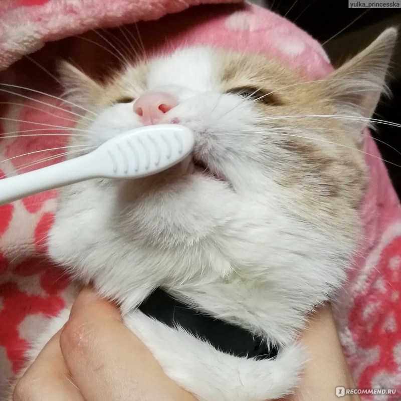 Зубная щетка для кошек