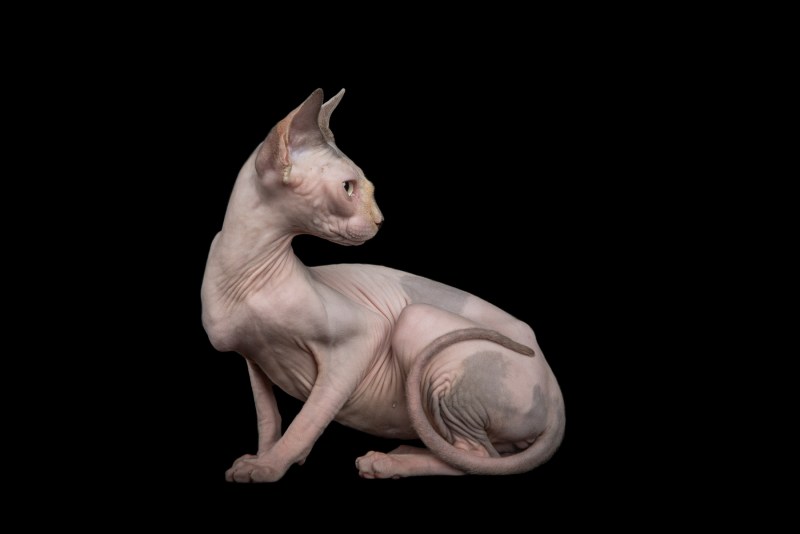 Сфинкс кошка 1966