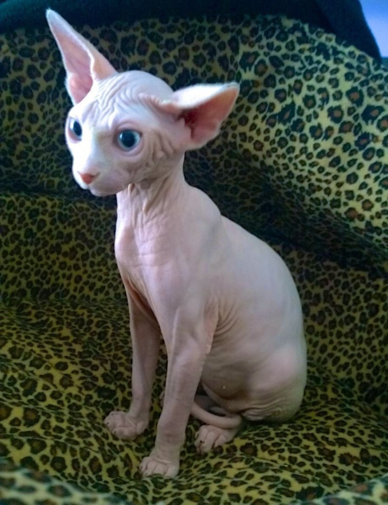 Сфинкс короткошерстный