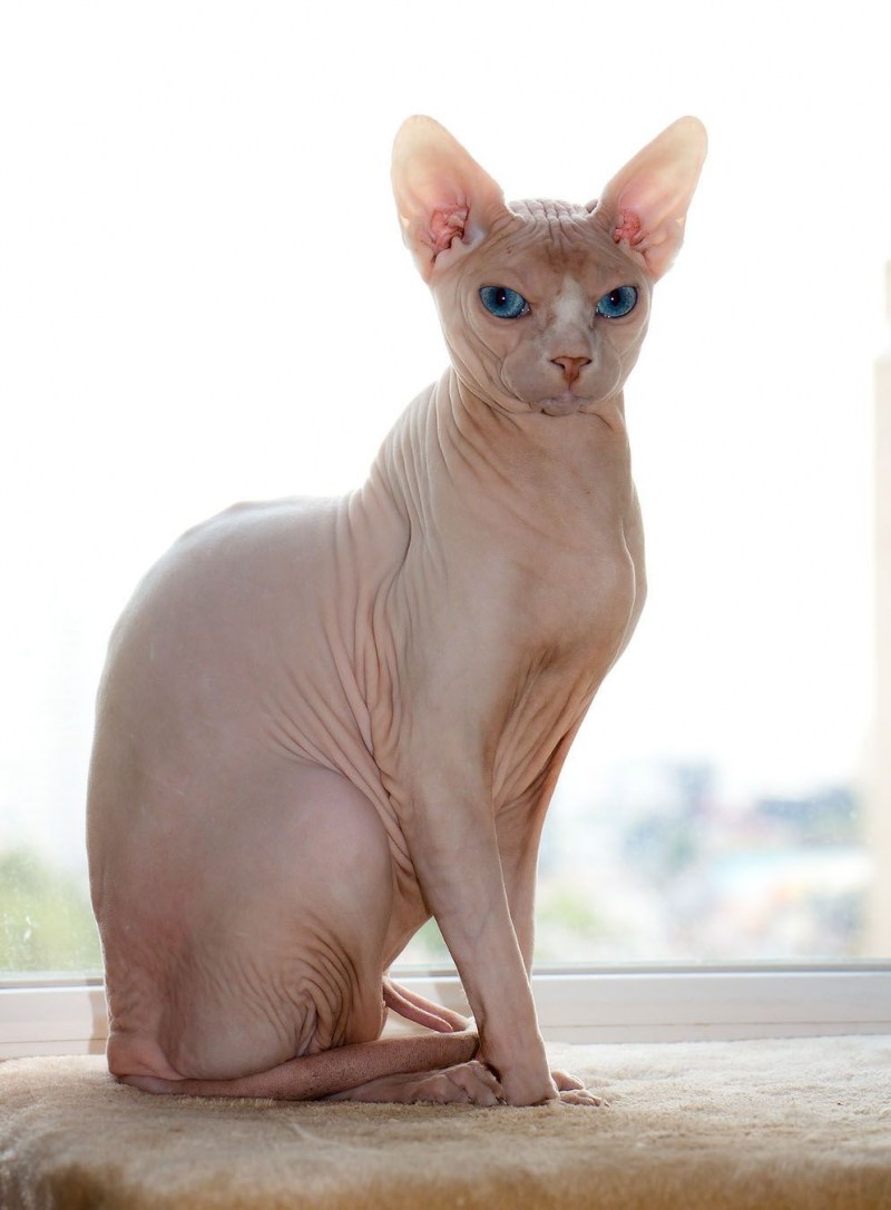 Кошки породы Египетский сфинкс