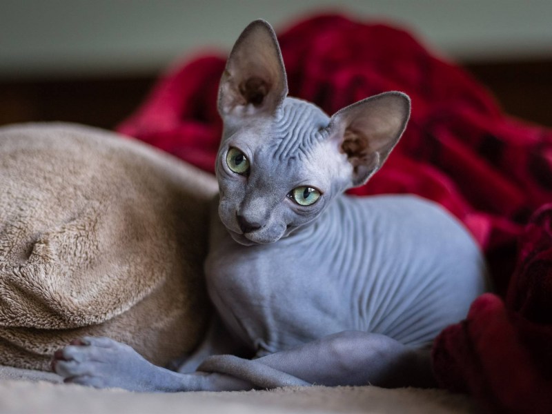 Сфинкс котенок
