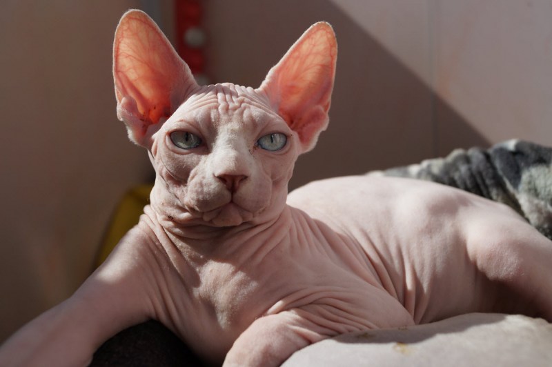 Египетская кошка кошка сфинкс