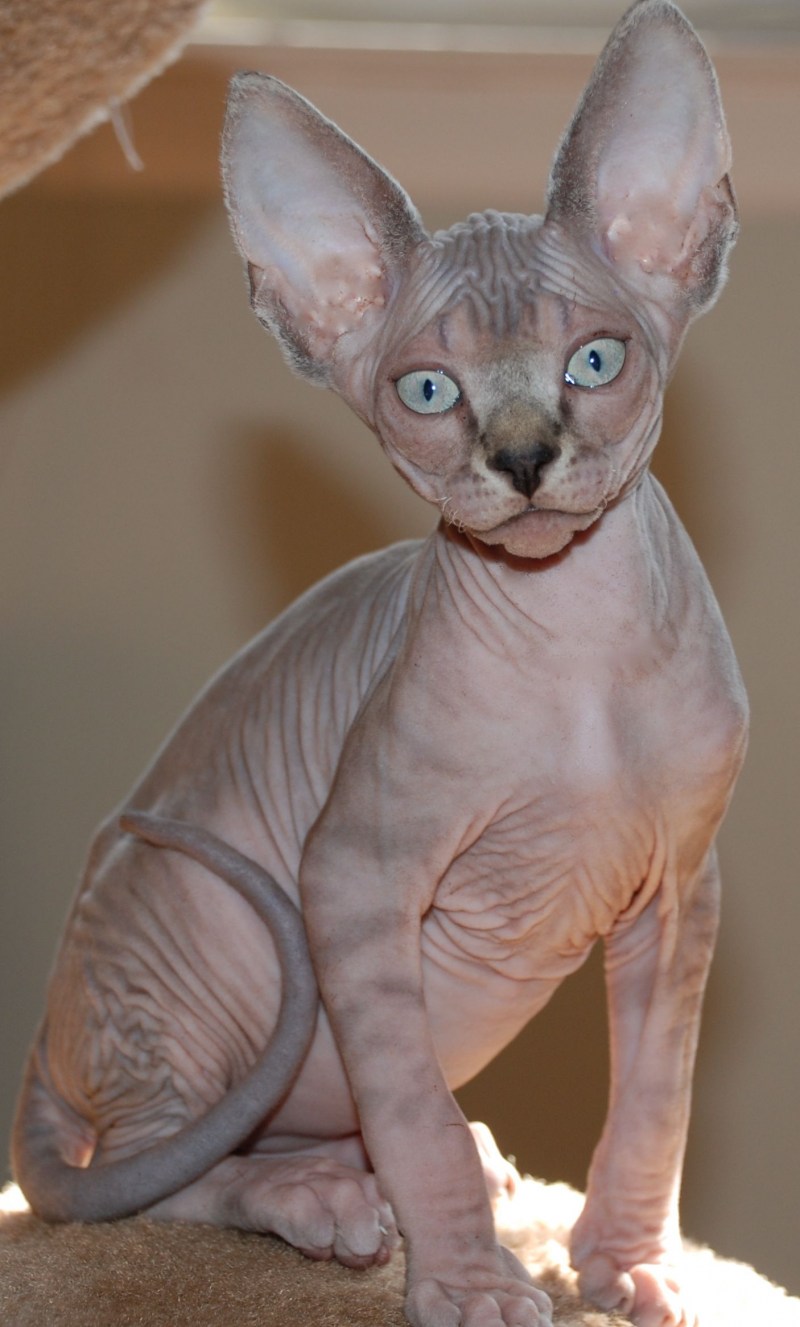 Коты сфинксы