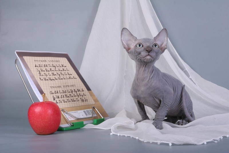 Кошки породы Египетский сфинкс