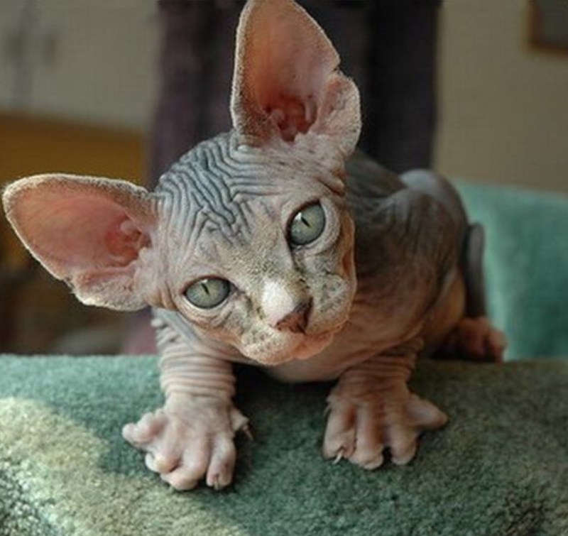 Лысые коты сфинксы