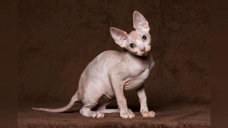 Сфинкс кошка