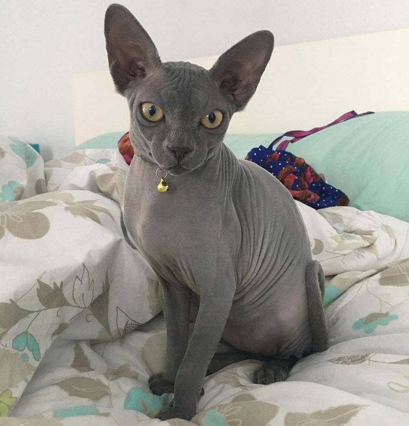 Египетский сфинкс кот