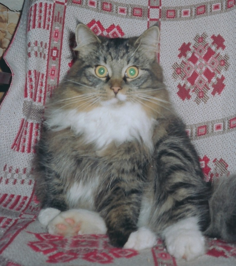 Кошка Марфа Васильевна
