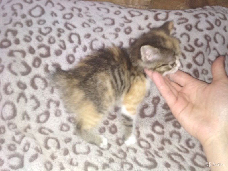Сибирская Ангара котята