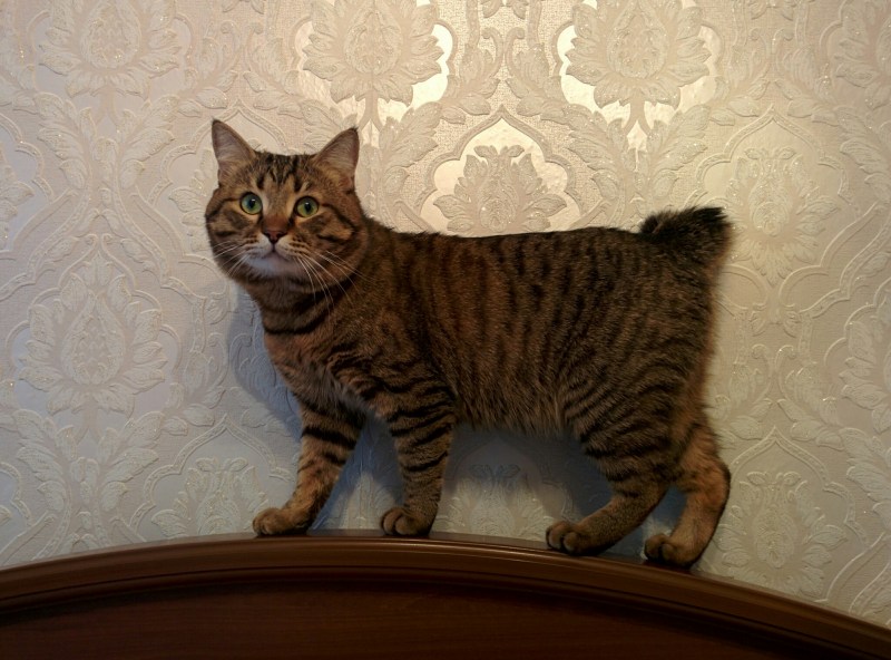 Японский бобтейл