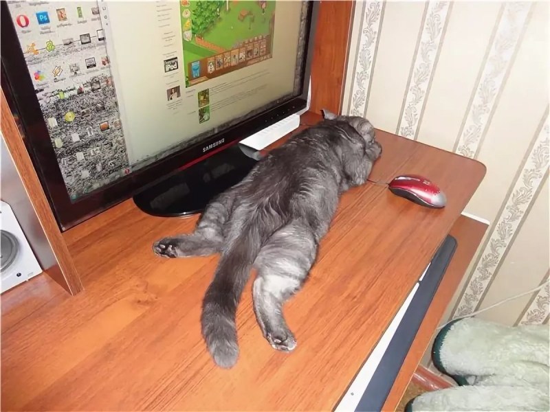 Котик спит на столе