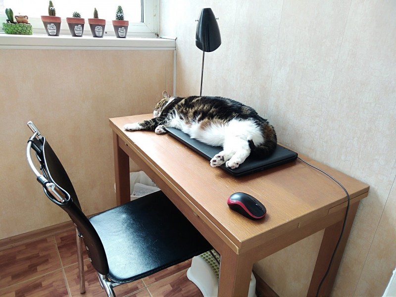 Кот спит на компьютерном столе