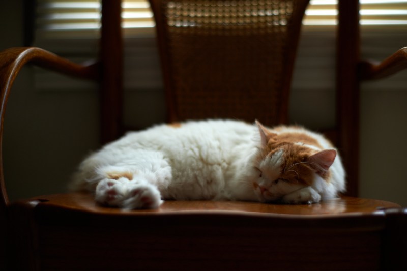 Котенок спит