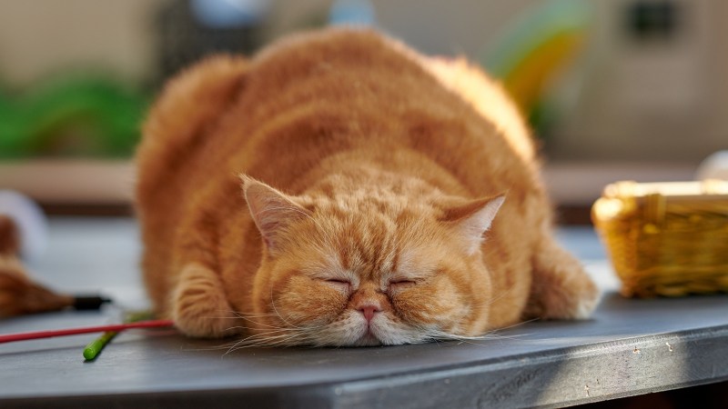 Ленивый кот