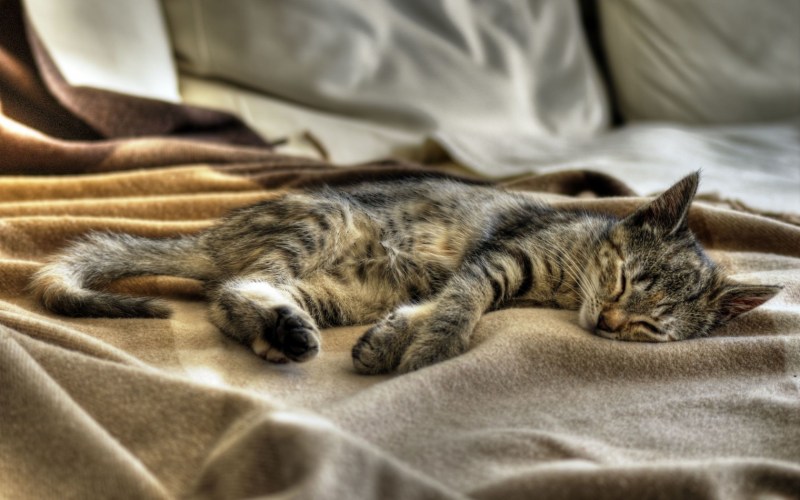 Кот лежит
