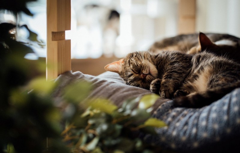 Коты уют