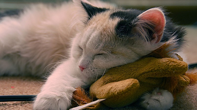Спокойной ночи кот