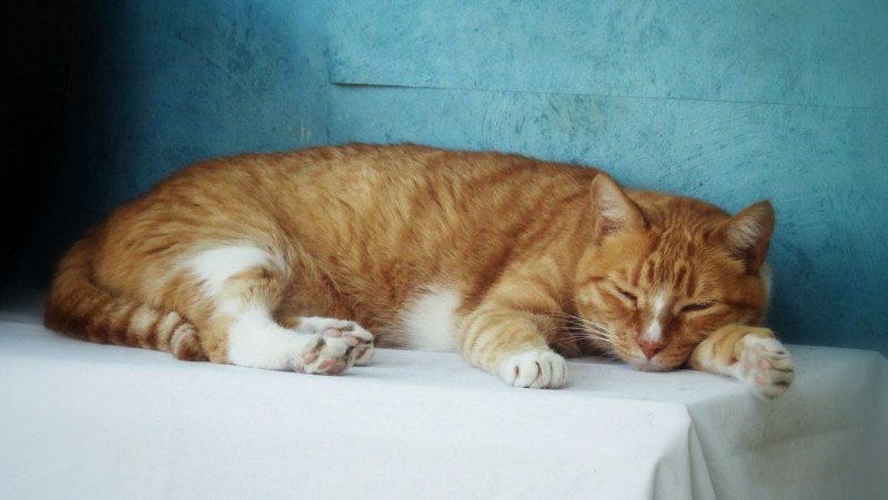 Кошка сидит на стуле