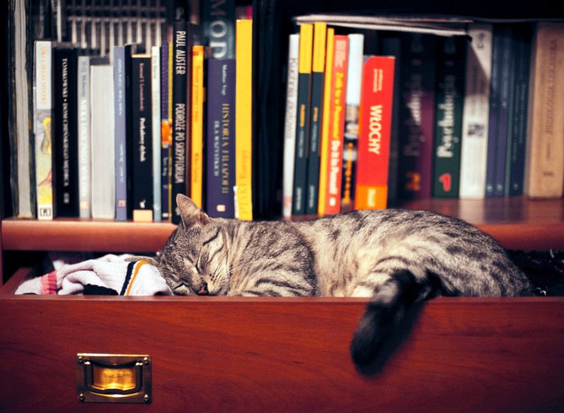 Лежачий кот