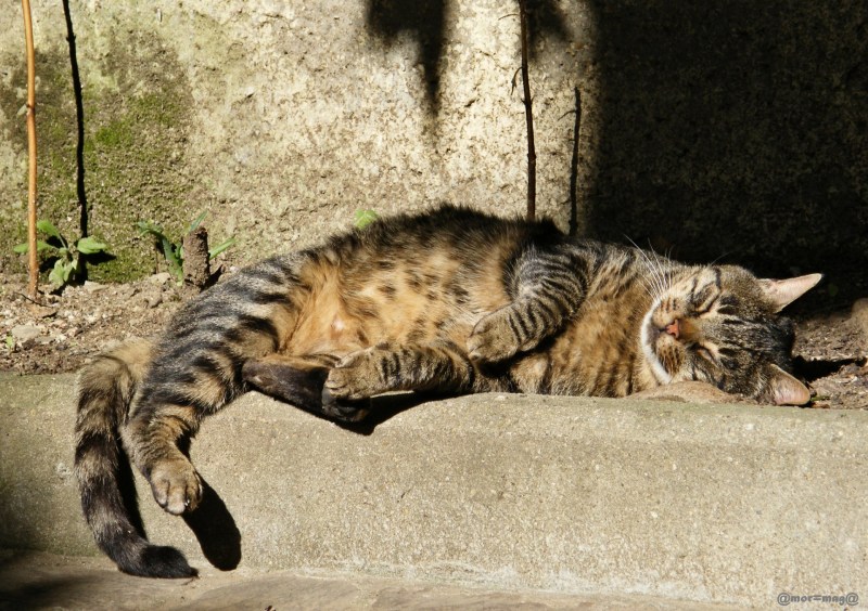 Кошка лежит