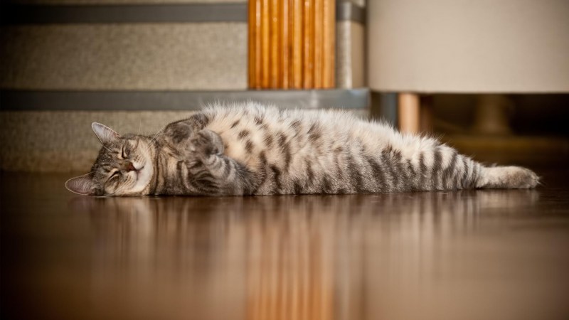Кошка лежит на полу