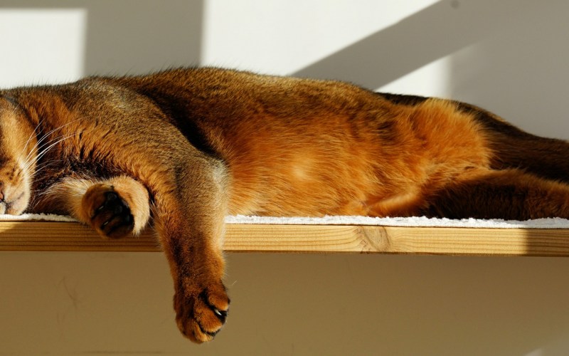 Кот лежит свесив лапы