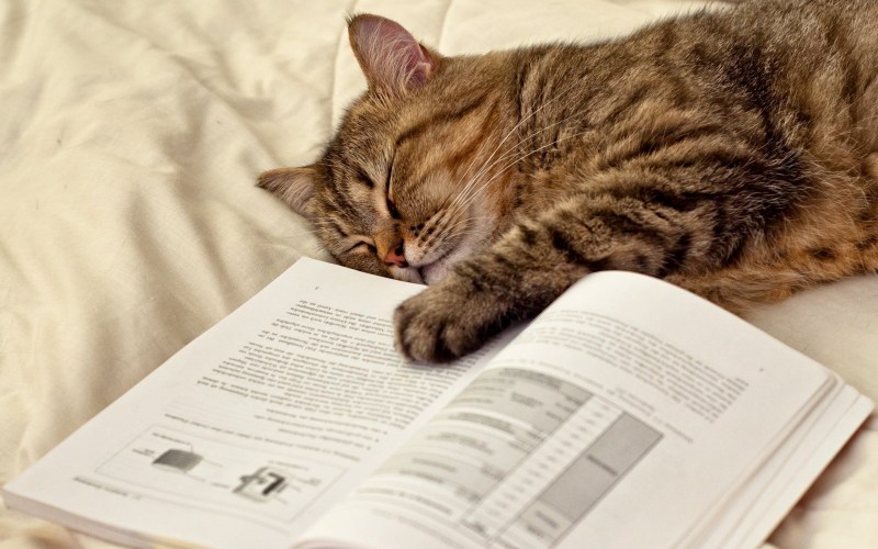 Кот спит на книгах