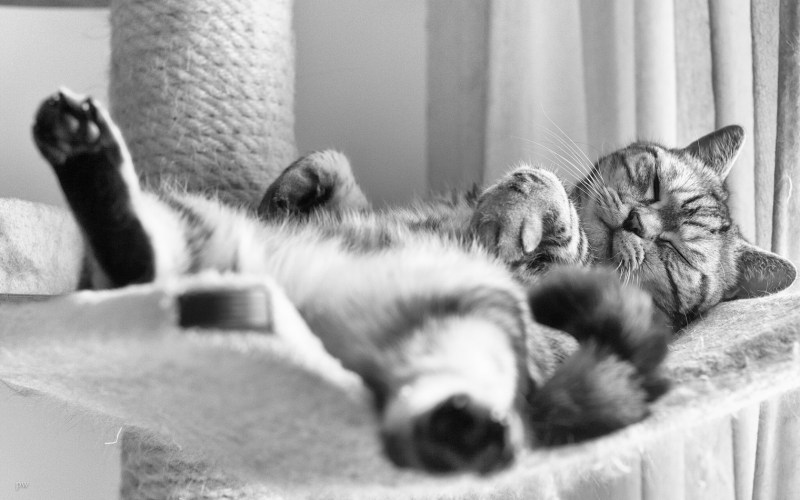 Котенок спит