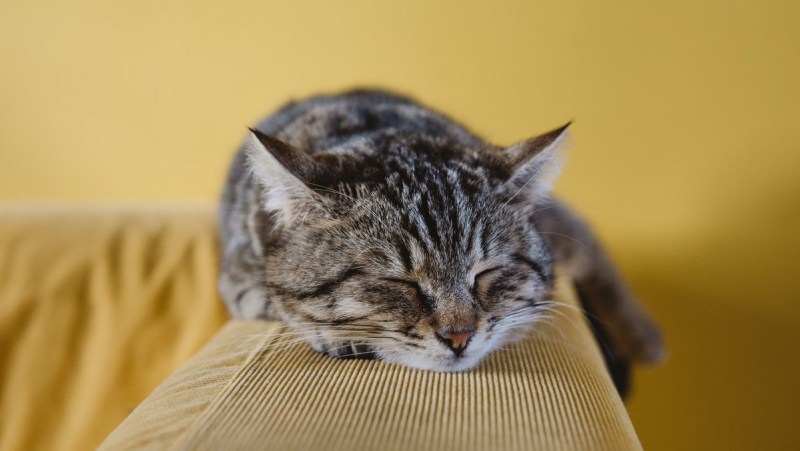 Кот лежит на диване