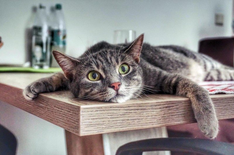 Кошка на столе