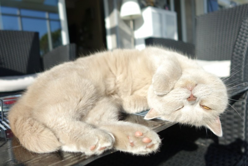 Кот британец спит