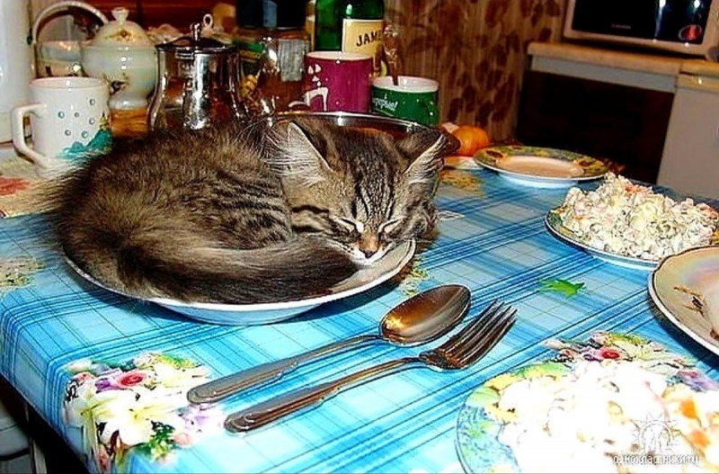 Котенок в тарелке