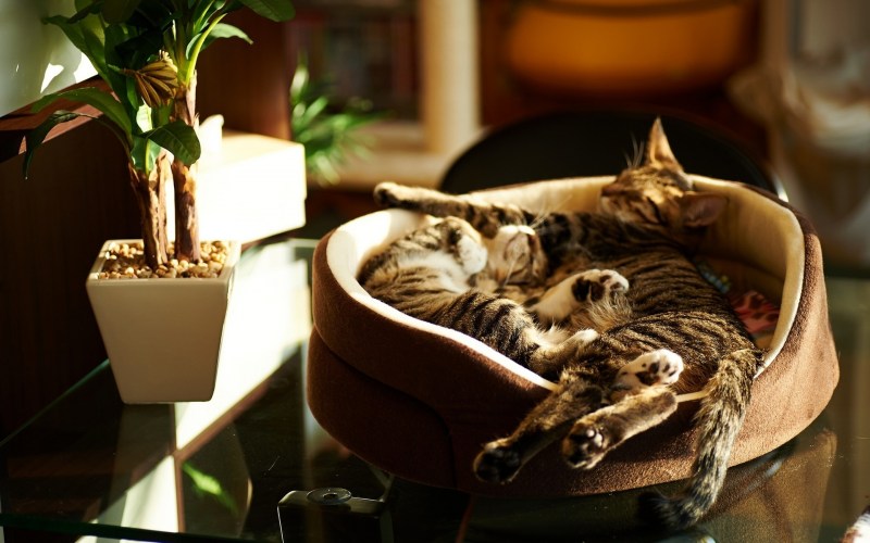 Кошачий уют