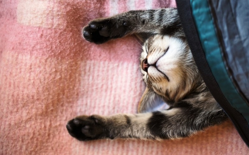 Кошка спит