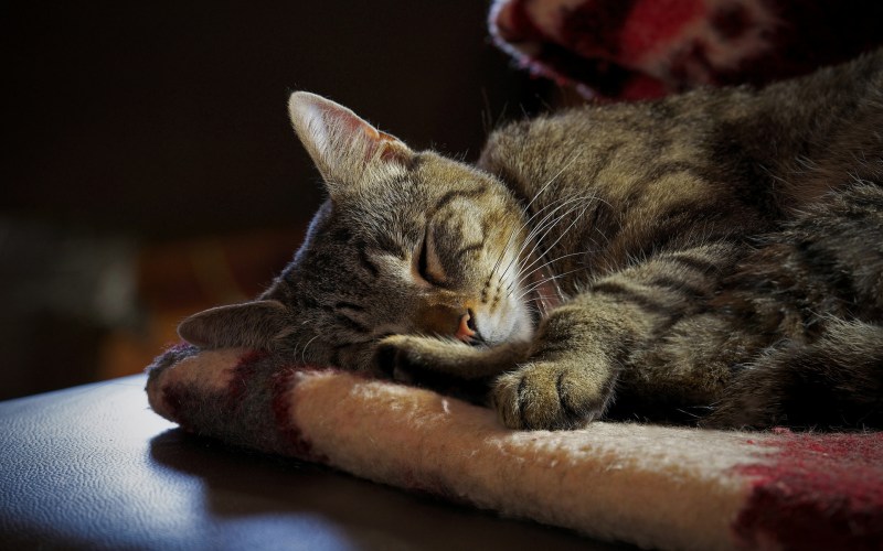 Кошка за столом
