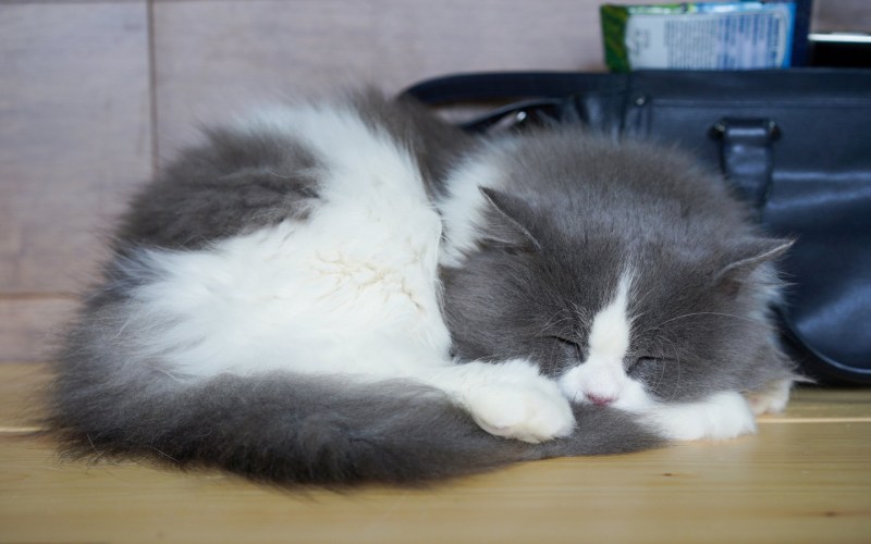 Серо белый кот спит
