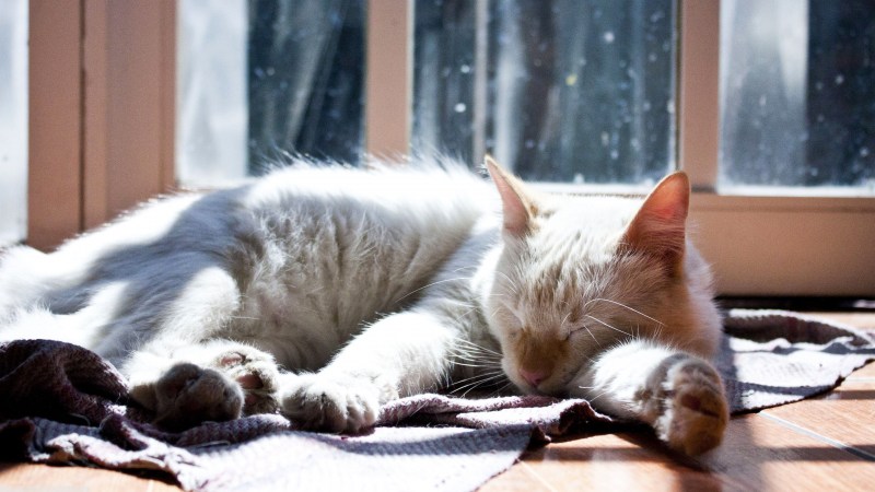 Котик спит