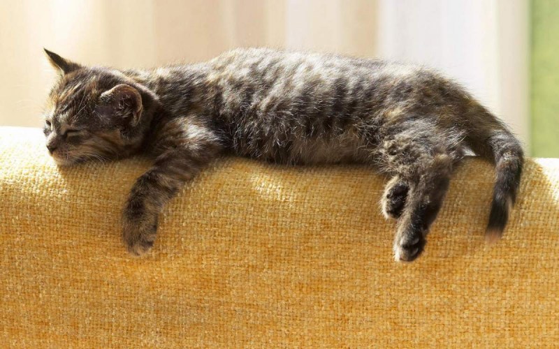 Спящий кот