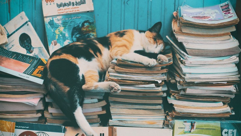 Кот спит на книжках