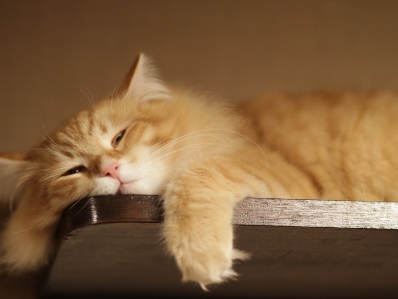 Кот лентяй