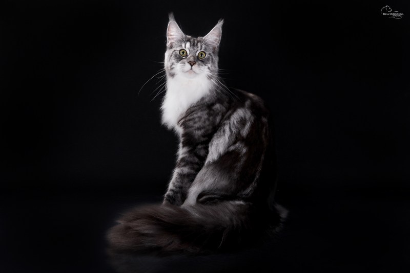 Мейн кун кошка черная с белым