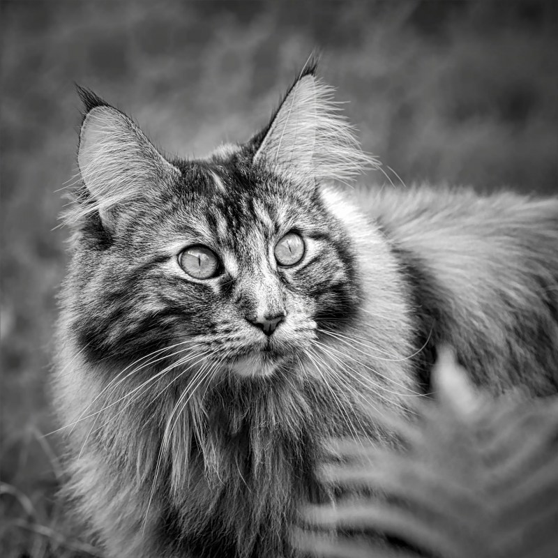 Милый котенок Мейн кун черно белый