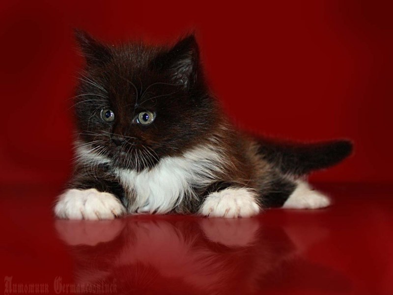 Котик с сумой на плечах