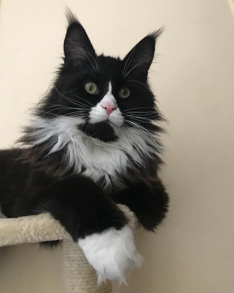 Кошка чернобелая мейкун