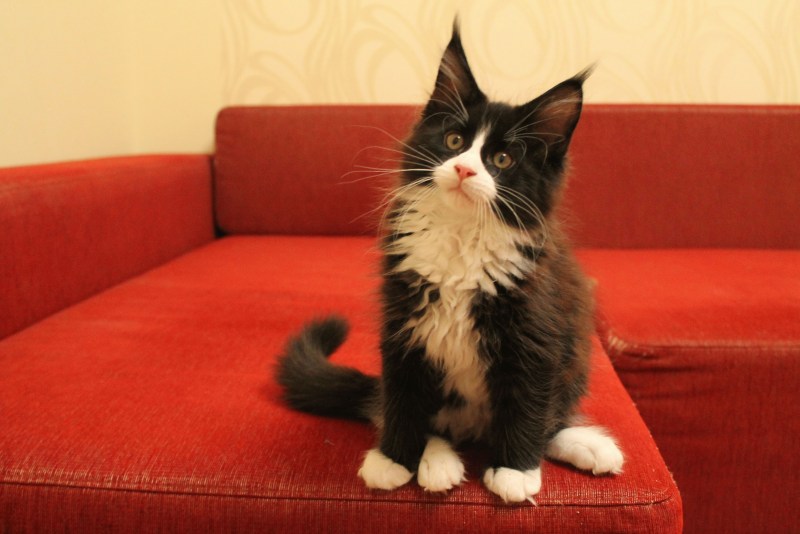 Большой котенок