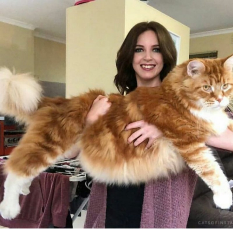 Самая большая кошка домашняя Мейн кун