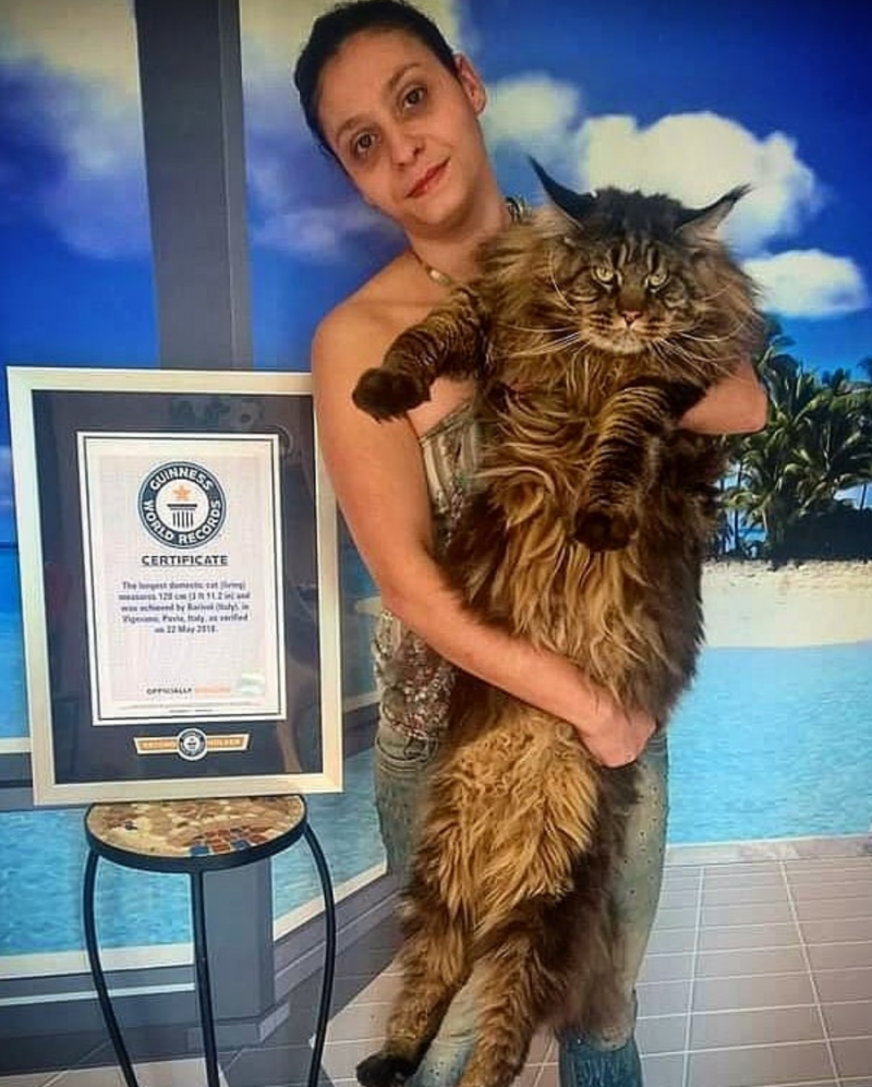 Митя Фомин Мейн кун