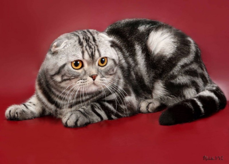Скоттиш фолд мраморный табби